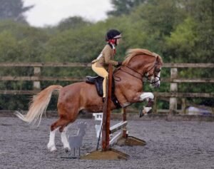 proline equine poppy spall